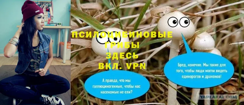 Галлюциногенные грибы Psilocybine cubensis  купить закладку  Братск 